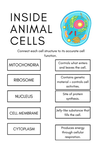 Animal Cell Matching Organelle to Function Worksheet