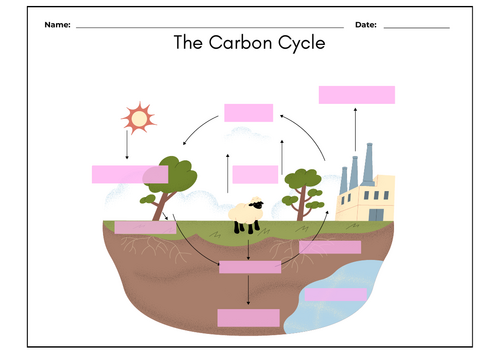 The Carbon Cycle GCSE Biology Lesson