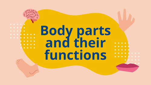 Body Parts & Their Functions (15-Slide PowerPoint Presentation)
