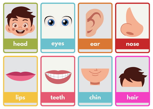 My Body Parts Flashcards (2-Page Printable Pack)