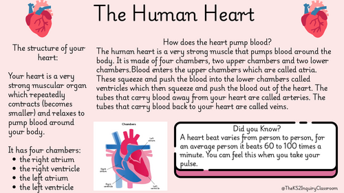 Information text: The heart, the lungs and the brain
