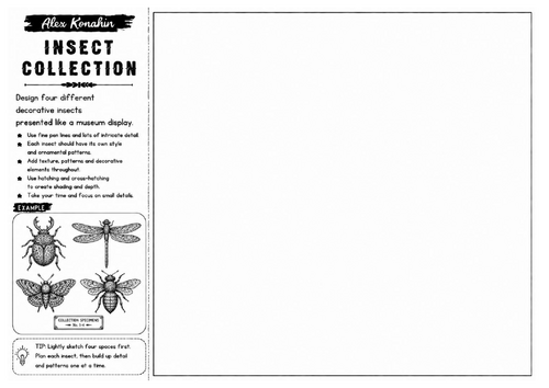 Insect Collection | Alex Konahin Inspired Museum Drawing Worksheet | Decorative Insect Art
