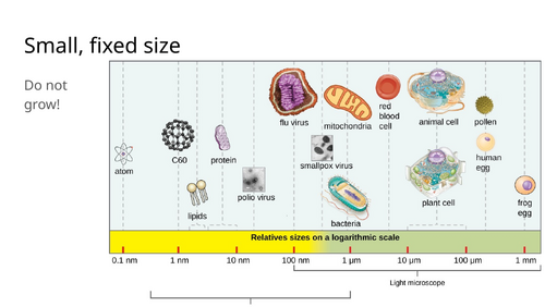 A2.3 Viruses