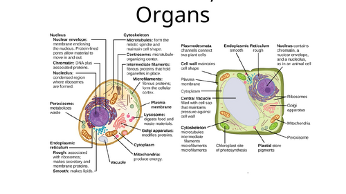 AQA GCSE Biology - Cells