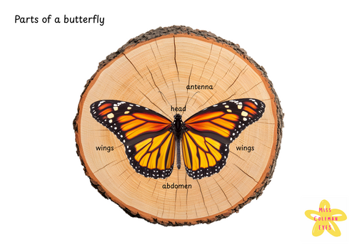 Caterpillar life cycle