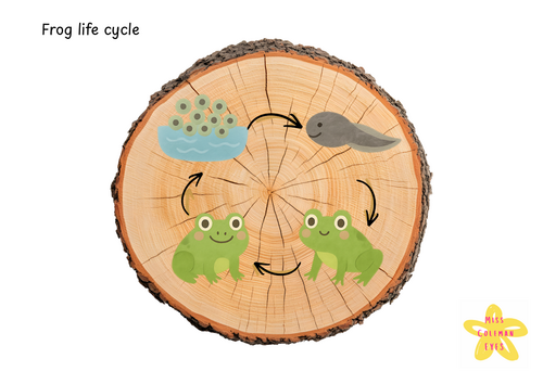 Frog life cycle