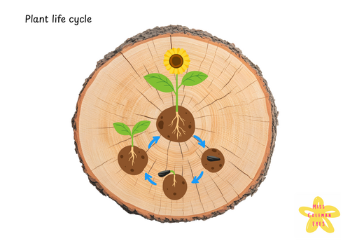 Plant life cycle