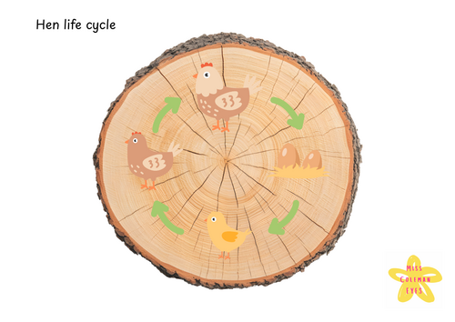 Hen life cycle