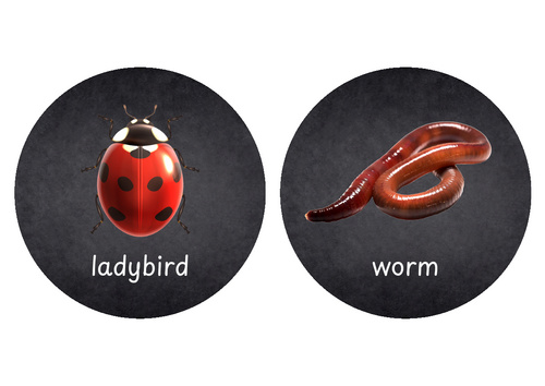 Minibeast blackboard circles