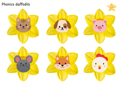 CVC daffodils