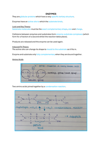 Enzymes Revision Notes