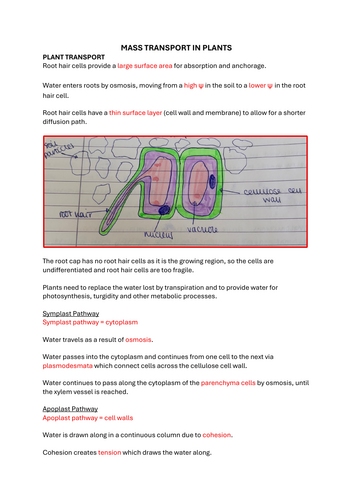 Mass Transport in Plants Revision Notes