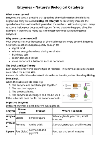 Enzyme comprehension and revision worksheet