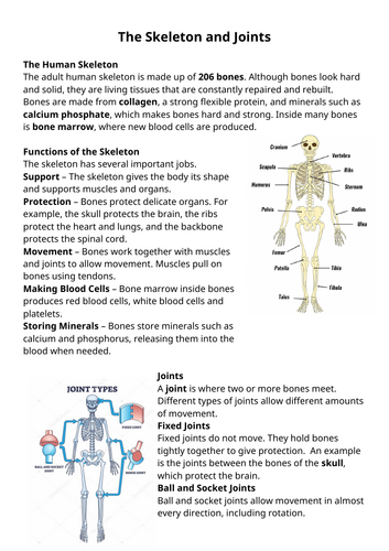 The Skeleton and Joints comprehension worksheet and extension questions