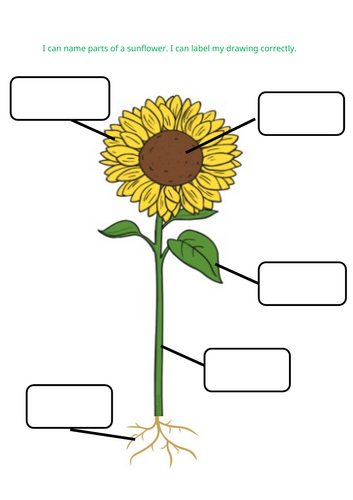 Labelling parts of a sunflower