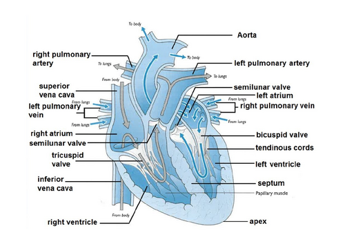 Cardiovascular System