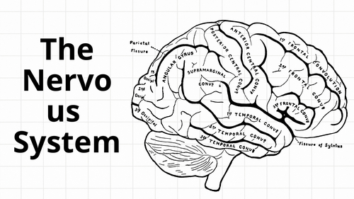 The Nervous System & Brain