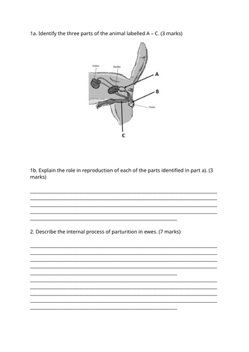 Male Reproductive System