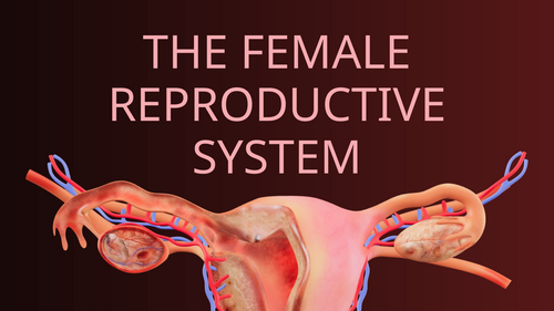 Female Reproductive System