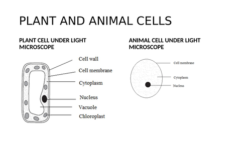 IGCSE BIOLOGY CELL STRUCTURE