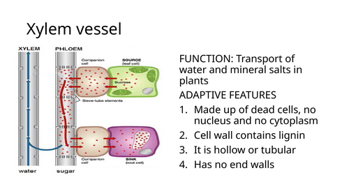 IGCSE BIOLOGY TRANSPORT IN PLANTS