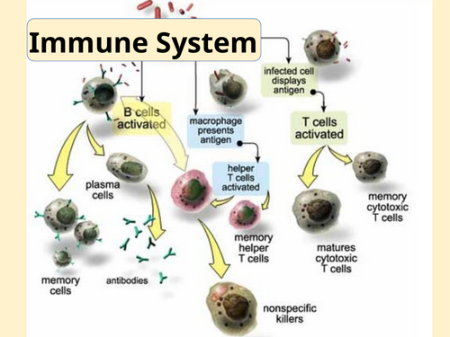 Lesson on Immune Response (A Level Bio)