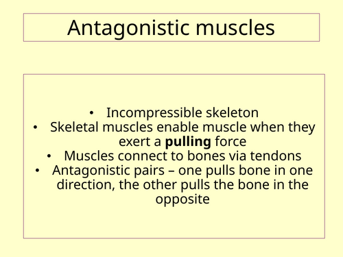 Muscle contraction A Level Biology