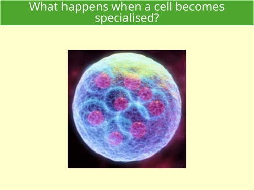 Stem cells and epigenome A Level Biology