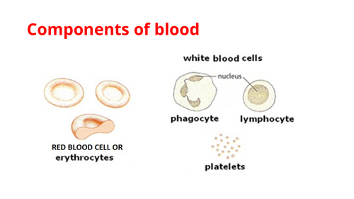IGCSE BIOLOGY TRANSPORT IN ANIMALS