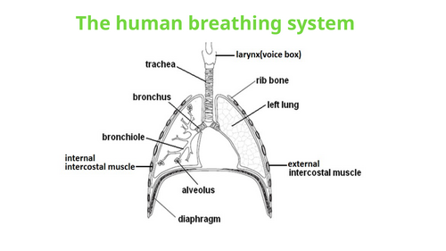 IGCSE BIOLOGY GAS EXCHANGE IN HUMANS