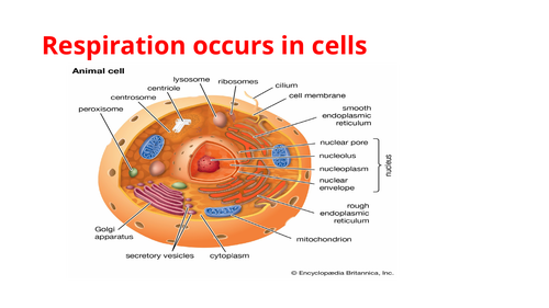 IGCSE BIOLOGY RESPIRATION
