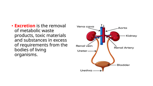 IGCSE BIOLOGY EXCRETION
