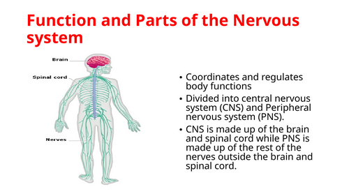 IGCSE BIOLOGY COORDINATION AND RESPONSE