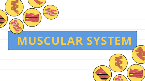 Muscular System