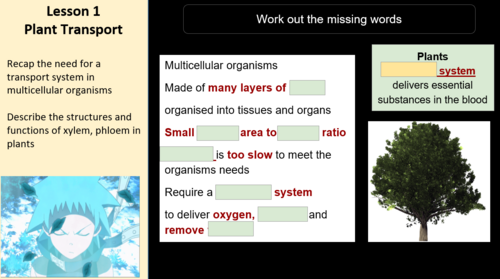 Edexcel IGCSE Biology 9–1 Topic 2h: Transport in Plants – 4 Complete Lessons (50+ Slides)