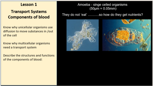 Edexcel IGCSE Biology 9–1 Topic 2h: Transport in Humans – 7 Complete Lessons (95+ Slides)