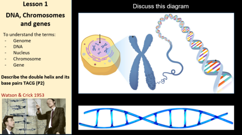 Edexcel IGCSE Biology 9–1 Unit 3b: Inheritance – 11 Complete Lessons (150+ Slides)
