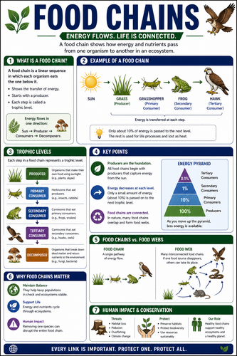 Food Chains I High School I Infographic