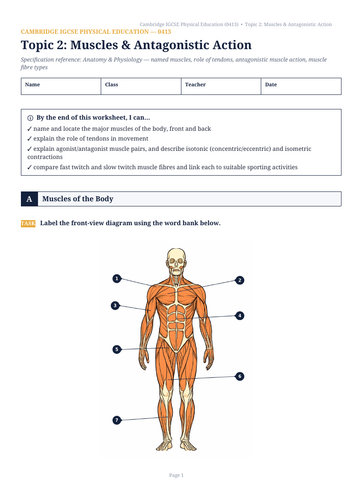 Cambridge IGCSE PE (0413) - Unit 1: Muscles & Antagonistic Action Worksheet & Answer Key