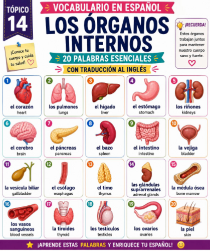 Spanish Internal Organs Vocabulary Poster | 20 Illustrated Words with English Translations