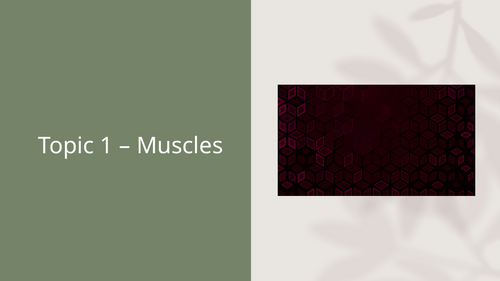GCSE PE - Muscles