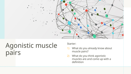 GCSE PE - Antagonistic muscle pairs