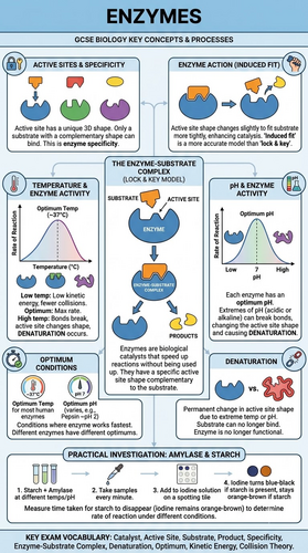 GCSE Biology Enzymes Infographic | Enzyme Action, Factors & Required Practical