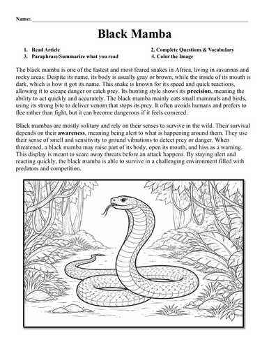 Black Mamba Worksheet