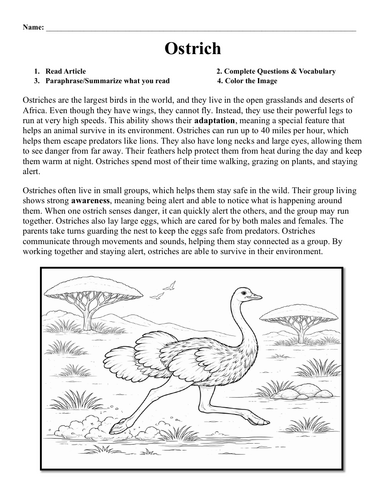 Ostrich Worksheet