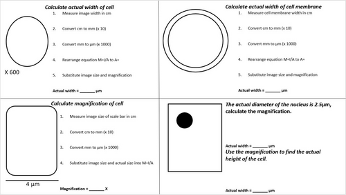 scaffolded magnification calculation worksheet