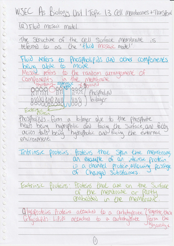 WJEC AS Biology Unit 1 Topic 1.3: Cell membranes and transport handwriten notes