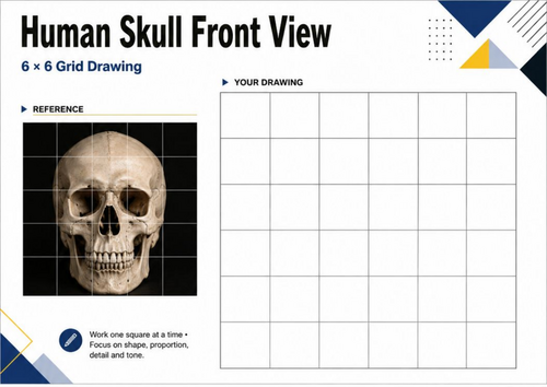 Human Skull Front View Grid Drawing Worksheet | Anatomy Art KS3 KS4