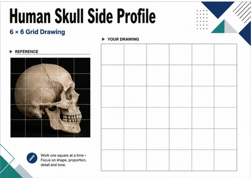 Human Skull Side Profile Grid Drawing Worksheet | Anatomy Art KS3 KS4