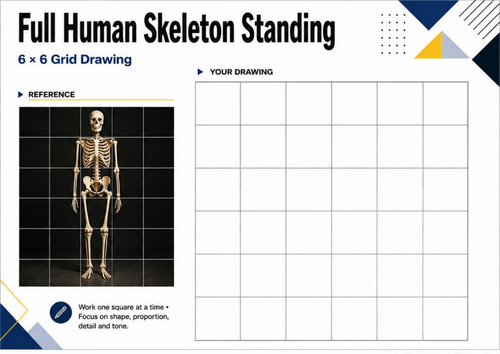 Full Human Skeleton Grid Drawing Worksheet | Anatomy Art KS3 KS4